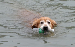 Chó nhảy xuống sông nhặt rác mỗi khi đi dạo với chủ