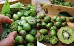 Mùa này, không trồng kiwi tí hon từ hạt để ăn ngon mỏi miệng thì quá phí