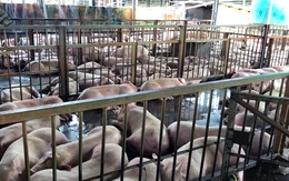 17 cán bộ phải giải trình vì 4.000 con heo bị tiêm thuốc an thần