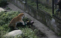 Nhân viên vườn thú suýt bị hổ ăn thịt vì quên đóng cửa chuồng