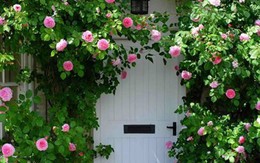 Ngất ngây vẻ đẹp của những cổng nhà tràn ngập hoa