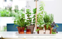 15 thiết kế chậu trồng cây gia vị thông minh và hiện đại cho nhà nhỏ