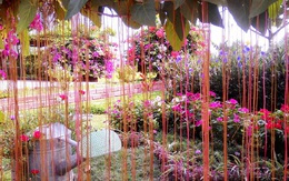 Khu vườn rợp hoa như công viên thu nhỏ của chàng trai 9X ở Tây Ninh