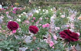 Vườn hồng rộng 900m² nở rực rỡ đón Tết ở ngoại thành Hà Nội