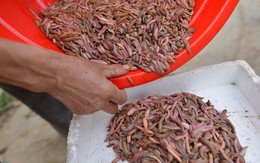 Mùa đặc sản 'lộc trời' độc đáo ở Hải Dương