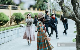 Lại một mùa hoa ban tím chở một góc Tây Bắc về giữa lòng Hà Nội