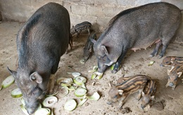 Giữa cơn "bão giá", lợn rừng vẫn bán được 120.000 đồng/kg hơi