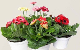 10 loại hoa được ưa chuộng mua dịp Tết