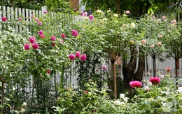 Vườn hồng 70m² đua nhau tỏa hương, khoe sắc của nữ phó tổng giám đốc yêu hoa đất Cảng