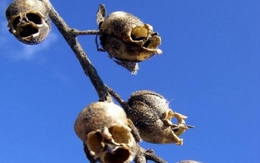 Những loài hoa hình dáng lạ kỳ mang vẻ đẹp khiến nhiều người sững sờ