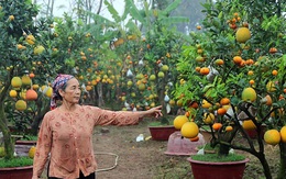 Cây có 9 loại quả cùng chín rộ vào Tết