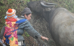 Người dân Sa Pa lùa trâu xuống núi tránh rét