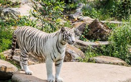 Có một thiên nhiên sống động tại sở thú bán hoang dã vườn xoài