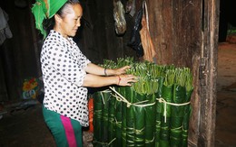 Kiếm tiền triệu mỗi ngày từ lá dong rừng dịp Tết