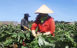 Bên trong vườn trồng atiso giúp nông dân Đà Lạt thu trăm triệu - Kinh doanh