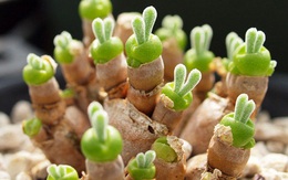 Lộ diện loại cây tí hon biết "biểu cảm", bất cứ ai nhìn thấy cũng "đổ rầm"