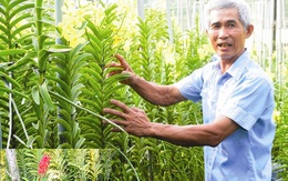 Cụ ông 62 tuổi làm giàu bằng cách trồng lan trên… đá