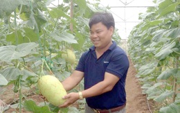 Anh thạc sỹ-nông dân kiếm gần 400 triệu/năm từ trồng dưa an toàn
