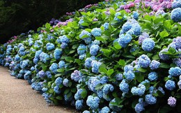 8 loại cây hàng rào tuyệt đẹp nhất định phải trồng để nhà "nổi nhất xóm"