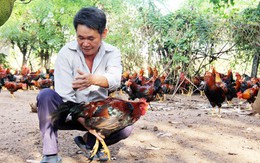 Nuôi gà trống thiến bán Tết, lãi 80 triệu/lứa