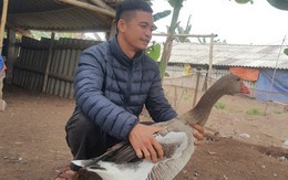Ngỗng trời giá tiền triệu, chưa Tết đã "cháy" hàng