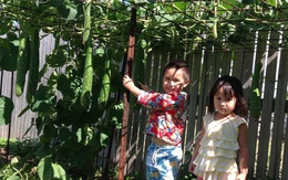 Vườn rau đặc sản 100 m2 của mẹ Việt ở Australia