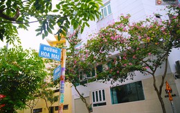 Xóm nước đen ngày ấy và chuyện 13 con đường mang tên các loài hoa ở khu Phan Xích Long Sài Gòn