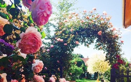 Cô chủ nhà hàng biến 600 m2 đất sỏi đá thành vườn hồng đủ màu