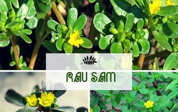 Lại bất ngờ vì một loại rau dại ở Việt Nam đang được nhiều nước "săn lùng" như thần dược