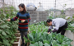 Vườn rau sân thượng đủ cho gia đình hàng chục người ở trung tâm Hà Nội