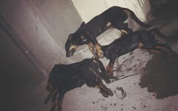 Xót xa cảnh cả đàn chó gắn bó với gia đình suốt 5 năm bị đánh bả chết tại Hà Nội