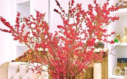 Đào đông đỏ - lựa chọn của nhiều nhà trong dịp Tết