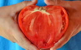 Trồng cà chua hình trái tim để... tình yêu thăng hoa