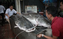 Cặp cá lăng khổng lồ nặng 300kg 'bơi' từ Campuchia về Hà Nội