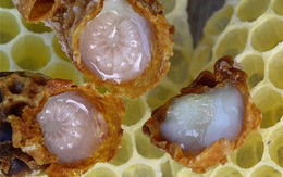Cách dùng sữa ong chúa làm đẹp da không hề khó như bạn tưởng!