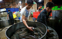 Sài Gòn: Chợ cá lóc ùn tắc trong ngày vía Thần tài