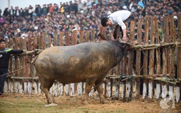 Dùng máy xúc để đưa trâu chọi sổng dây làm náo loạn lễ hội ra khỏi sân