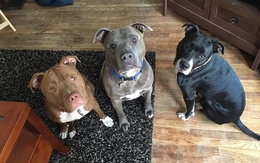 Chỉ 5 phút ở một mình cùng 3 con chó pit bull, bé gái 3 tuần tuổi bị cắn đến chết