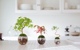 Aqua bonsai – giải pháp mang nghệ thuật xanh tinh tế cho nhà nhỏ