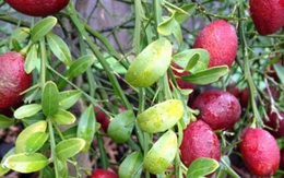 Học cách trồng chanh máu, loại chanh vừa quý vừa thơm ngon, bắt mắt