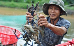 Kiếm 300 triệu đồng/năm nhờ lên núi nuôi tôm càng xanh bán cho các nhà hàng lớn