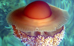 Thấy quả trứng chiên kỳ lạ trôi dưới lòng đại dương, nhiếp ảnh gia giật mình khi lại gần