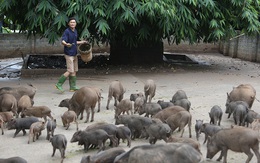 Thầy giáo thu 800 triệu mỗi năm nhờ nuôi lợn bán hoang dã