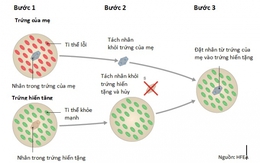 Phương pháp IVF “ba bố mẹ” giúp ngăn ngừa bệnh di truyền