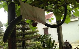 Quả bầu dài hơn 2m ở Thanh Hóa