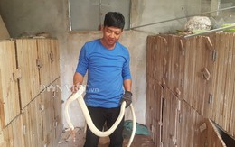 Rắn bạch tạng mắt xanh, lưỡi đỏ: Hàng hiếm giá 100 triệu