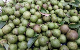 Sấu non “cháy” hàng, dân buôn “hốt” bạc triệu