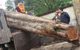 Cận cảnh cây sưa 200 tuổi giá 24,5 tỉ đồng ở Bắc Ninh