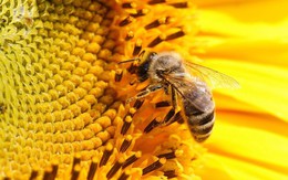 Keo ong David Health – Bí quyết sống khỏe mỗi ngày