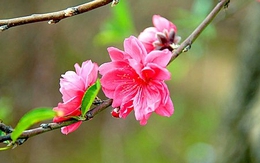 Tết Nguyên Đán: Đã chốt đề xuất cuối cùng về lịch nghỉ Tết Mậu Tuất